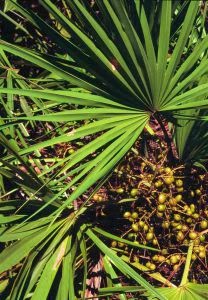 medicina alternativa para la prostata inflamada